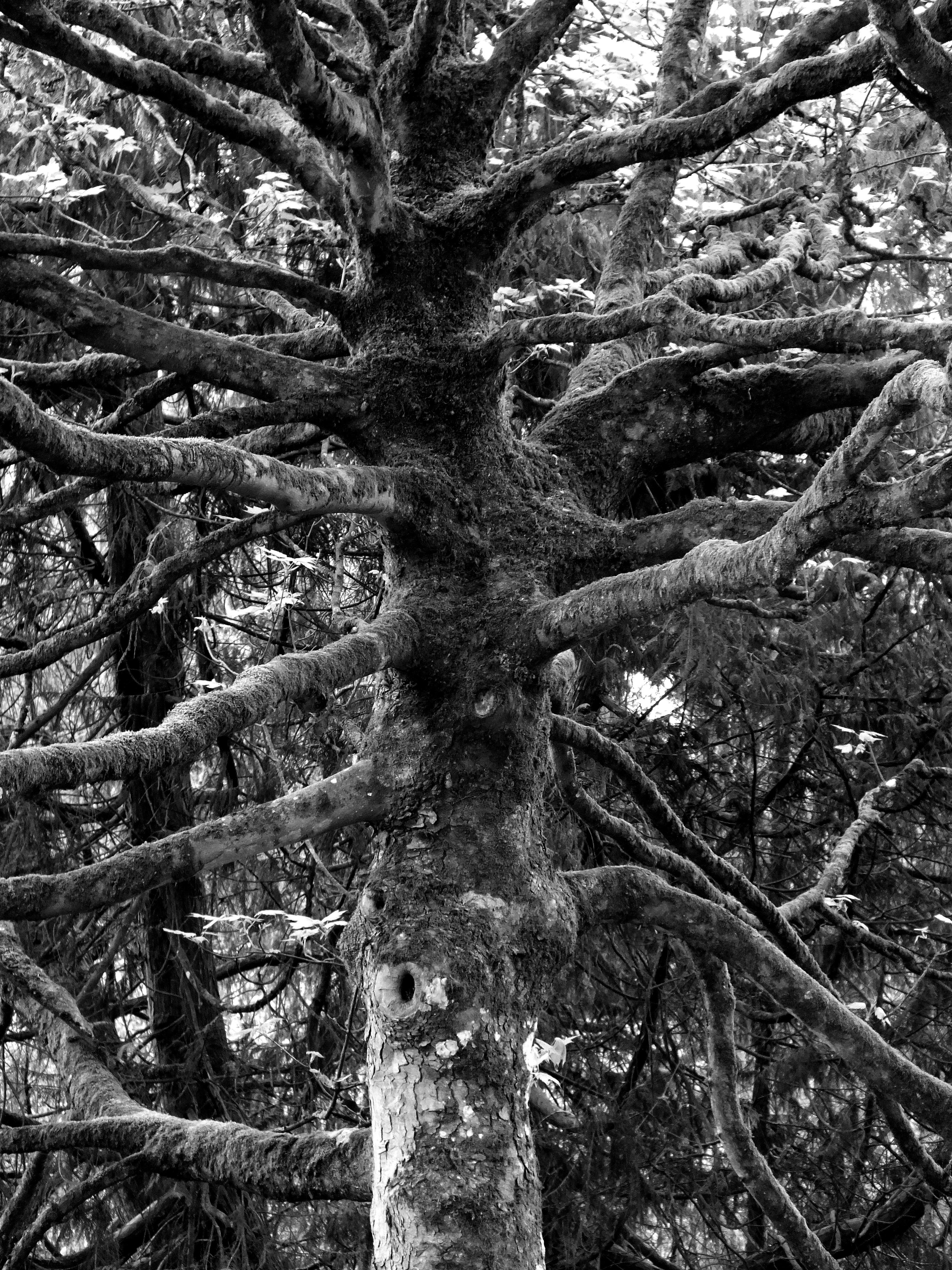 POWIS CASTLE TREE Bill Bagley Photography